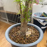 ポリシャスとは|育て方がわかる植物図鑑|みんなの趣味の園芸 ポリシャスとは|育て方がわかる植物図鑑|みんなの趣味の園芸