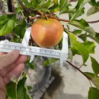 りんごさま専用 20250816無農薬りんご、つがる67mm、良「リンゴ（つがる