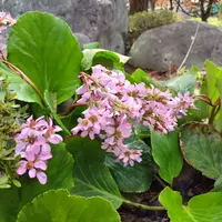 ヒマラヤユキノシタとは｜育て方がわかる植物図鑑｜みんなの趣味