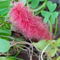 キャッツテールとは|育て方がわかる植物図鑑|みんなの趣味の キャッツテールとは|育て方がわかる植物図鑑|みんなの趣味の