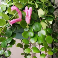 エスキナンサスとは｜育て方がわかる植物図鑑｜みんなの趣味の園芸