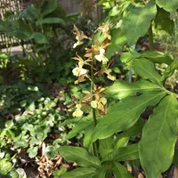 エビネ（夏咲き）の写真｜植物図鑑｜みんなの趣味の園芸