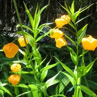 サンダーソニアの種類（原種、品種）｜植物図鑑｜みんなの趣味の園芸