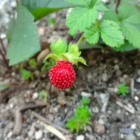 ワイルドストロベリーとは｜育て方がわかる植物図鑑｜みんなの趣味の