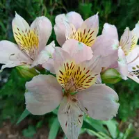 アルストロメリアの写真｜植物図鑑｜みんなの趣味の園芸