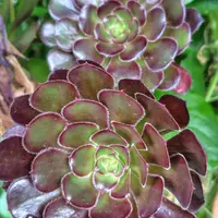 アエオニウムの育て方・栽培方法｜植物図鑑｜みんなの趣味の園芸（NHK
