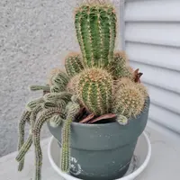 セレウス・ペルビアナス・スピラリスの基本情報・育て方｜多肉植物