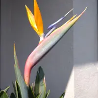 ストレリチアとは|育て方がわかる植物図鑑|みんなの趣味の園芸 ストレリチアとは|育て方がわかる植物図鑑|みんなの趣味の園芸