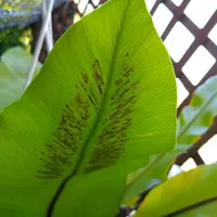 アスプレニウムの育て方・栽培方法|植物図鑑|みんなの趣味の アスプレニウムの育て方・栽培方法|植物図鑑|みんなの趣味の