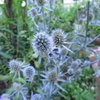 エリンジウム（エリンジューム）とは｜育て方がわかる植物図鑑