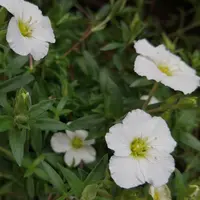 アレナリア アレナリア・モンタナ | 植物写真鑑