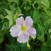 オシロイバナの育て方・栽培方法|植物図鑑|みんなの趣味の園芸 オシロイバナの育て方・栽培方法|植物図鑑|みんなの趣味の園芸