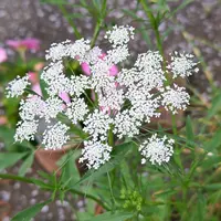 ホワイトレースフラワーとは｜育て方がわかる植物図鑑｜みんなの
