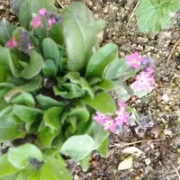 ワスレナグサとは｜育て方がわかる植物図鑑｜みんなの趣味の園芸