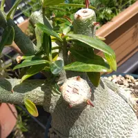 アデニウム・アラビカムの基本情報・育て方|多肉植物・サボテン アデニウム・アラビカムの基本情報・育て方|多肉植物・サボテン