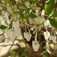 ドウダンツツジとは|育て方がわかる植物図鑑|みんなの趣味の ドウダンツツジとは|育て方がわかる植物図鑑|みんなの趣味の