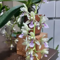 ナゴランとは|育て方がわかる植物図鑑|みんなの趣味の園芸 ナゴランとは|育て方がわかる植物図鑑|みんなの趣味の園芸