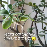 金のなる木とは|育て方がわかる植物図鑑|みんなの趣味の園芸 金のなる木とは|育て方がわかる植物図鑑|みんなの趣味の園芸