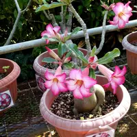 アデニウムとは｜育て方がわかる植物図鑑｜みんなの趣味の園芸（NHK出版）