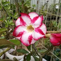 アデニウム・オベスムの基本情報・育て方｜多肉植物・サボテン図鑑