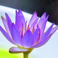 熱帯スイレンの写真｜植物図鑑｜みんなの趣味の園芸