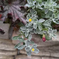 クリソセファラムとは｜育て方がわかる植物図鑑｜みんなの趣味の園芸