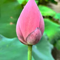 ツツジ？シャクナゲ？ 春一番より先に咲く玄海ツツジ｜園芸日記