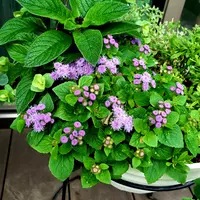 スノードロップ🤍🌱｜園芸日記by水色ガーデン｜みんなの趣味の園芸