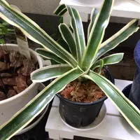 ネオレゲリアのそだレポ(栽培レポート)|植物図鑑|みんなの ネオレゲリアのそだレポ(栽培レポート)|植物図鑑|みんなの