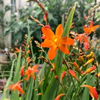 mizu ヒオウギ（日扇） 楽天市場】ヒメヒオウギの通販