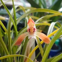 シュンランの育て方・栽培方法｜植物図鑑｜みんなの趣味の園芸（NHK出版） 