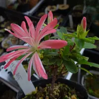 サツキの種類（原種、品種）｜植物図鑑｜みんなの趣味の園芸（NHK出版）