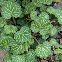 ユキノシタとは|育て方がわかる植物図鑑|みんなの趣味の園芸 ユキノシタとは|育て方がわかる植物図鑑|みんなの趣味の園芸