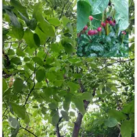 ジューンベリーの種類（原種、品種）｜植物図鑑｜みんなの趣味の