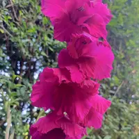グラジオラス（夏咲き）とは｜育て方がわかる植物図鑑｜みんなの