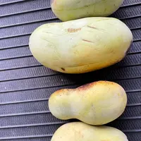 ポポ実ページ ポポー - Wikipedia