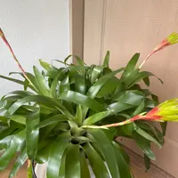 フリーセアとは｜育て方がわかる植物図鑑｜みんなの趣味の園芸（NHK出版）