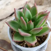 青緑色の多肉植物*2 青緑色の多肉植物*2 青緑色の多肉植物*2 多肉植物