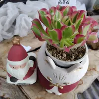 アエオニウムの育て方・栽培方法｜植物図鑑｜みんなの趣味の園芸（NHK