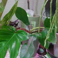 フィロデンドロンとは｜育て方がわかる植物図鑑｜みんなの趣味の