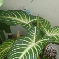 カラジウム（カラジューム）とは｜育て方がわかる植物図鑑