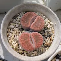リトープスとは｜育て方がわかる植物図鑑｜みんなの趣味の園芸