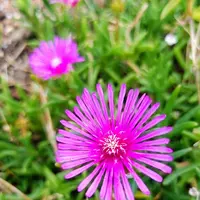 100 ％品質保証 マツバギク（松葉菊）とは｜育て方がわかる植物図鑑｜みんなの 特撮