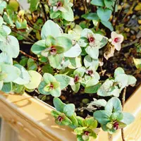 オレガノ('ケント・ビューティ'など花もの)の育て方・栽培方法 オレガノ('ケント・ビューティ'など花もの)の育て方・栽培方法