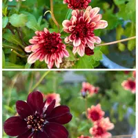 チョコレートコスモスの育て方・栽培方法｜植物図鑑｜みんなの趣味の 