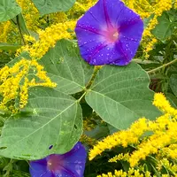ノアサガオとは｜育て方がわかる植物図鑑｜みんなの趣味の園芸