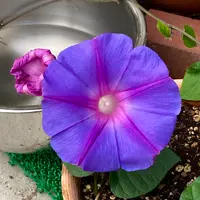 ノアサガオとは｜育て方がわかる植物図鑑｜みんなの趣味の園芸