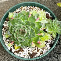 センペルビウム（センペルビブム）とは｜育て方がわかる植物図鑑