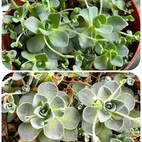 子持ち蓮華錦の基本情報・育て方｜多肉植物・サボテン図鑑｜みんなの