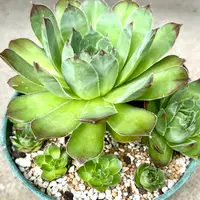 センペルビウム（センペルビブム）とは｜育て方がわかる植物図鑑